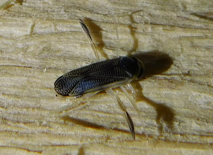 Corixidae - búvárpoloskák Corixidae - búvárpoloskák