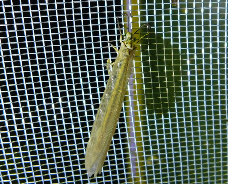Myrmecaelurus trigrammus - hangyafarkas