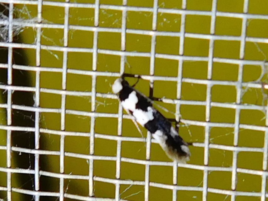 Neurothaumasia ankerella - magyarmoly