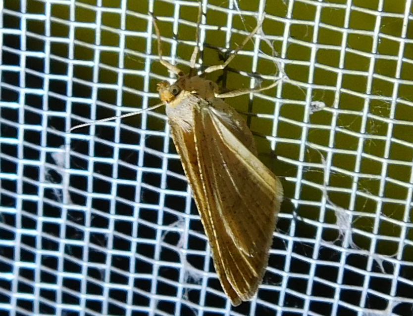 Tephrina arenacearia - lucerna-araszoló