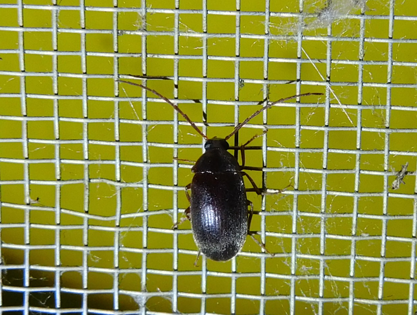 Hymenalia rufipes - rőtlábú alkonybogár