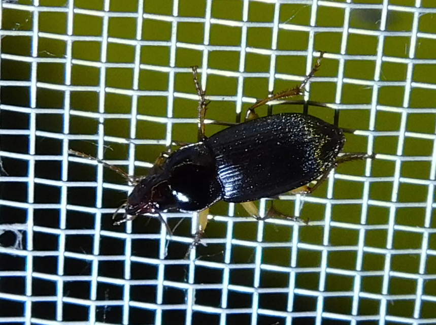 Harpalus griseus - kis selymesfutó