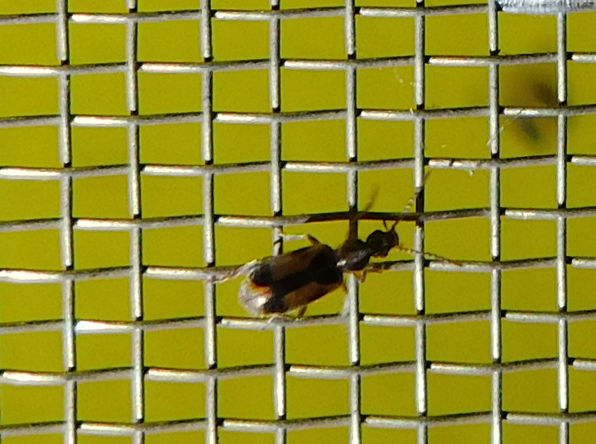Notoxus monoceros - sárgahasú nyakszarvúbogár