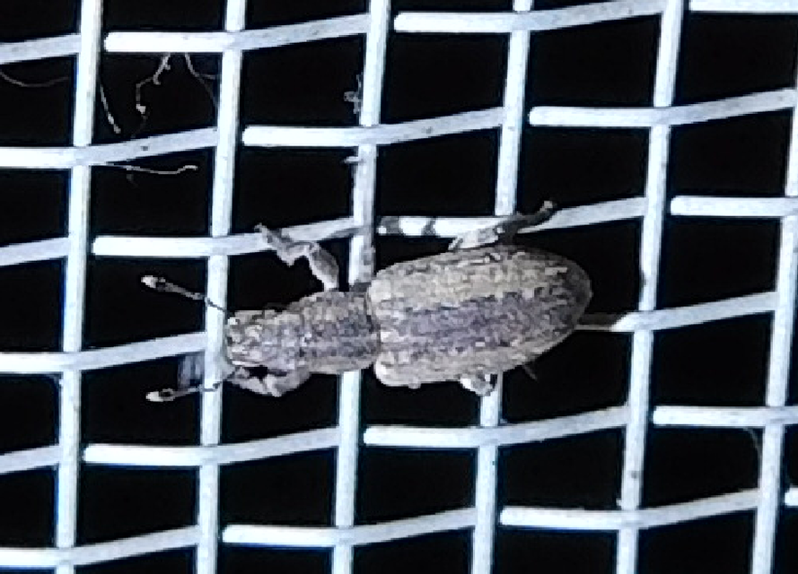 Sitona callosus - szempillás csipkézőbogár