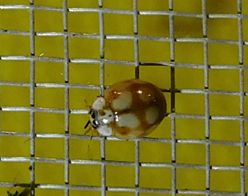 Adalia decempunctata - tízpettyes katica