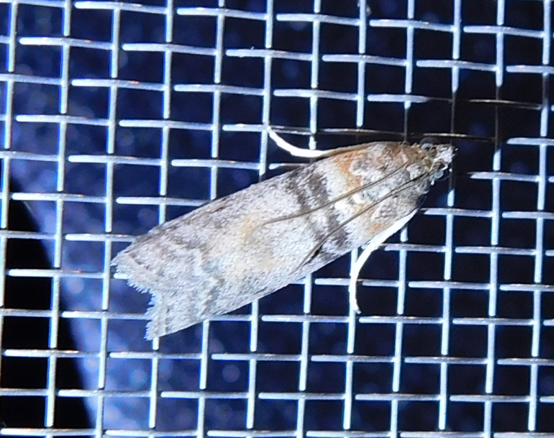 Sciota