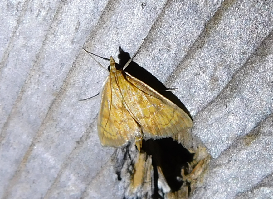 Ecpyrrhorrhoe rubiginalis - rozsdavörös tűzmoly