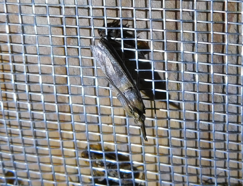 Etiella zinckenella - akácmoly