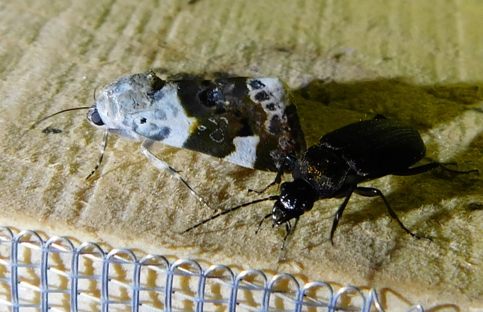 Chlaenius tristis - fekete bűzfutó