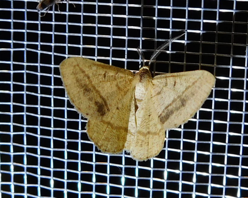 Tephrina arenacearia - lucerna-araszoló