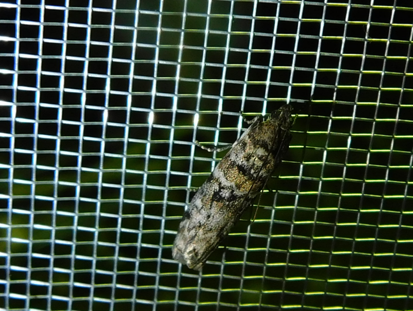 Dioryctria