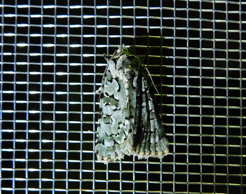 Bryopsis szeokekalmani - Szeőke Kálmán zuzmóbaglya