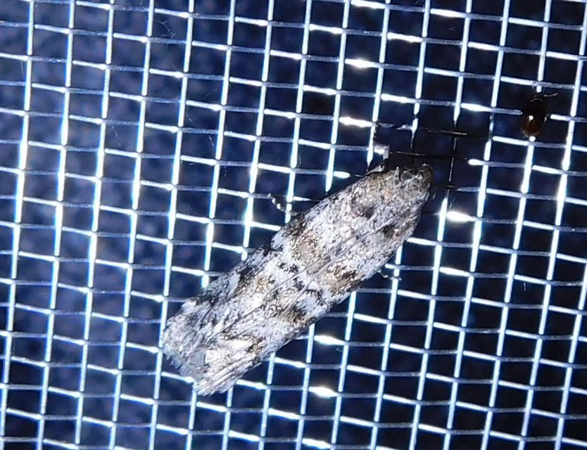 Dioryctria