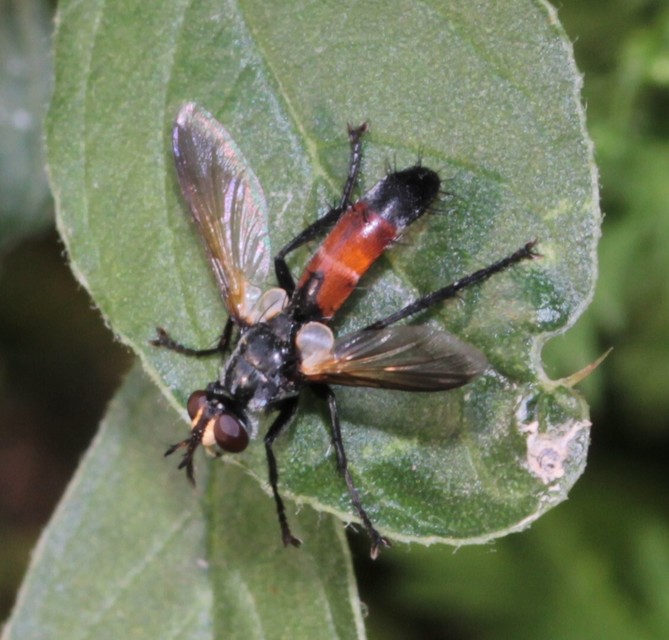Cylindromyia