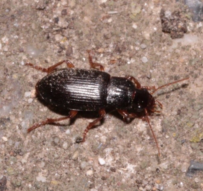 Ophonus puncticeps - mezei bársonyfutó