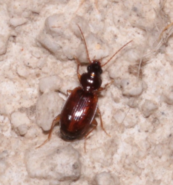 Trechus quadristriatus - közönséges fürgefutonc