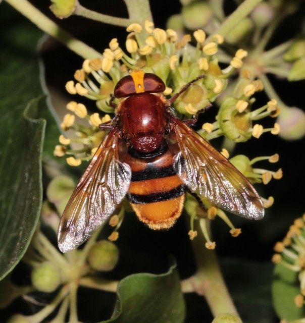 Volucella zonaria - kétöves pihelégy Volucella zonaria - kétöves pihelégy