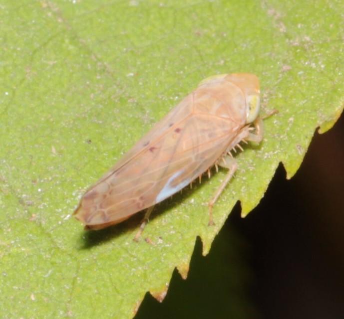 Synophropsis lauri