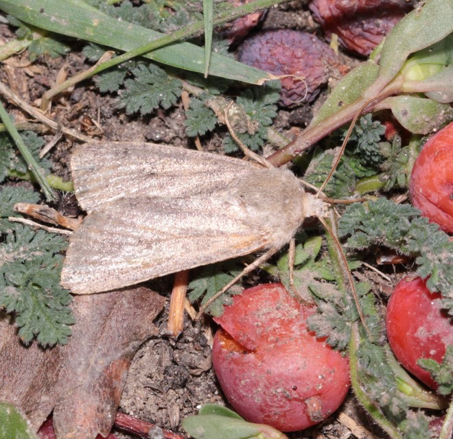 Xestia castanea michaeli - csarabos fűbagoly