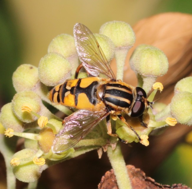 Helophilus pendulus - közönséges mocsárilégy