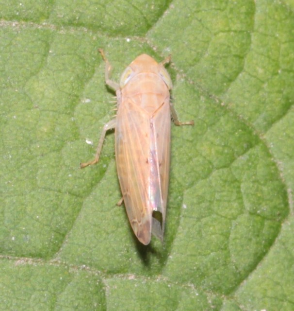 Synophropsis lauri