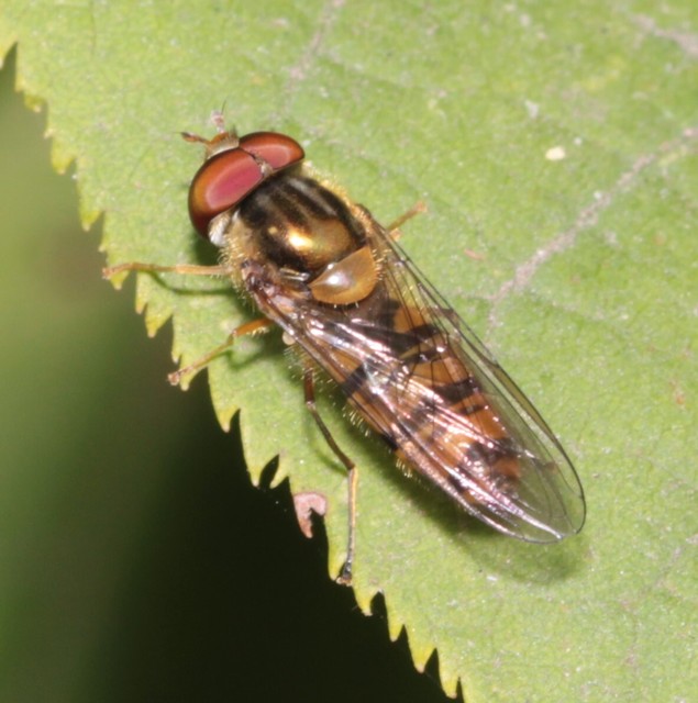 Episyrphus balteatus - ékfoltos zengőlégy