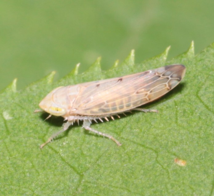 Synophropsis lauri