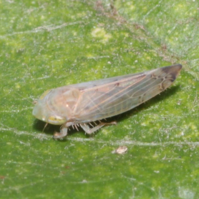 Synophropsis lauri