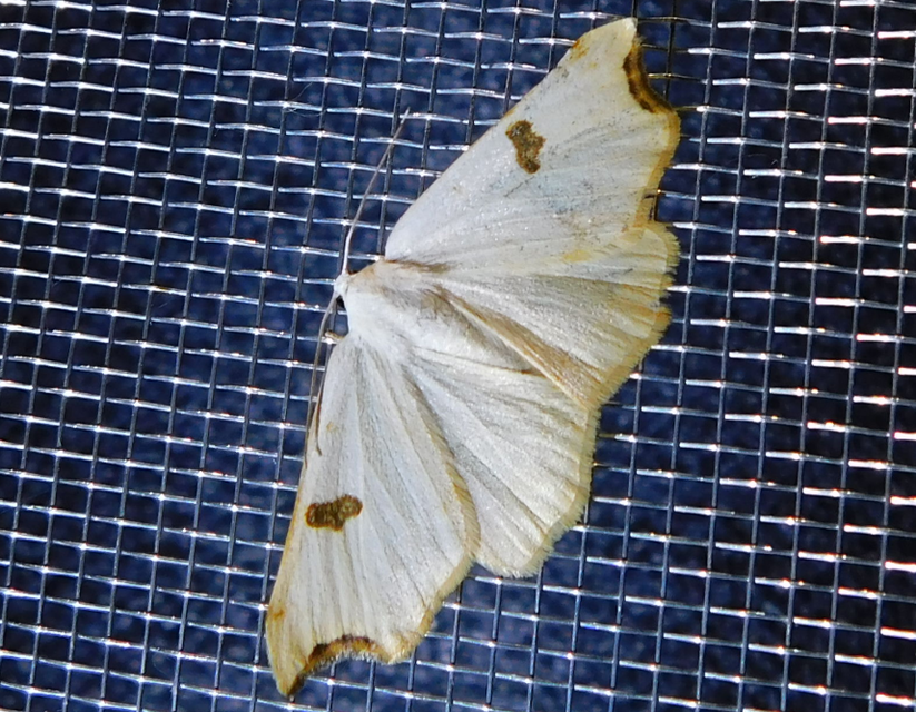Eilicrinia cordiaria - fehér fűzfaaraszoló