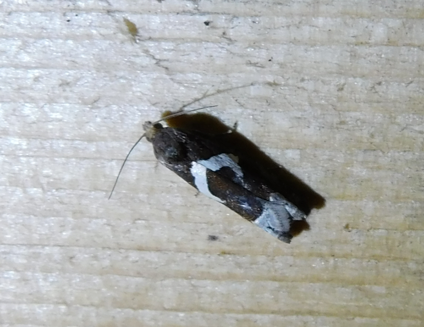 Epiblema foenella - kampósfoltú tükrösmoly