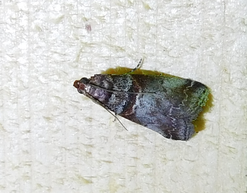 Acrobasis