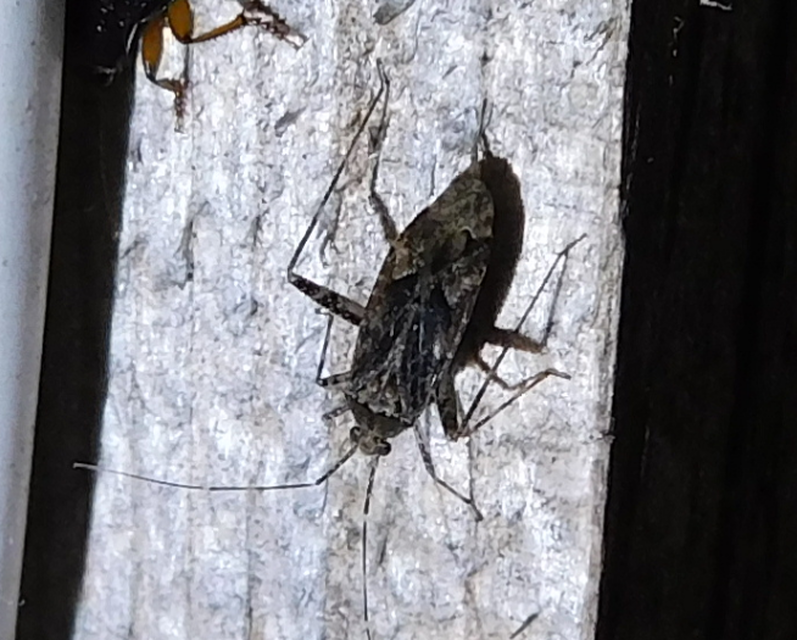 Phytocoris