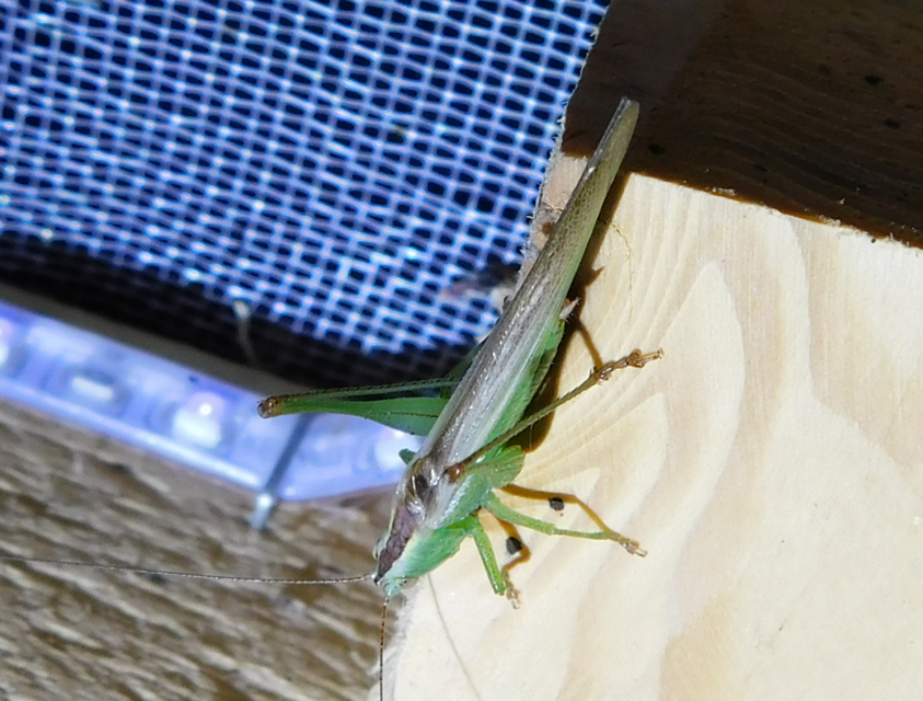 Conocephalus fuscus - kis kúpfejűszöcske
