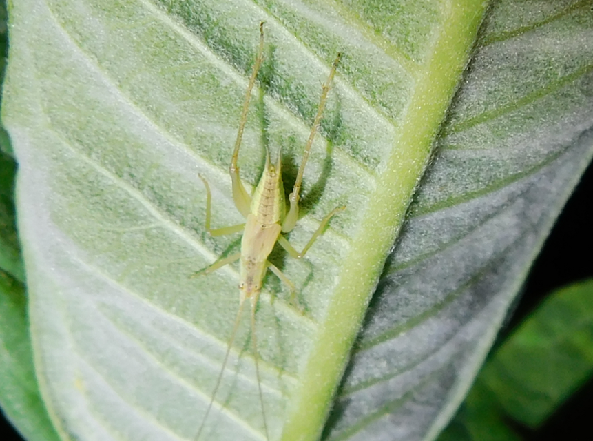 Oecanthus pellucens - pirregőtücsök