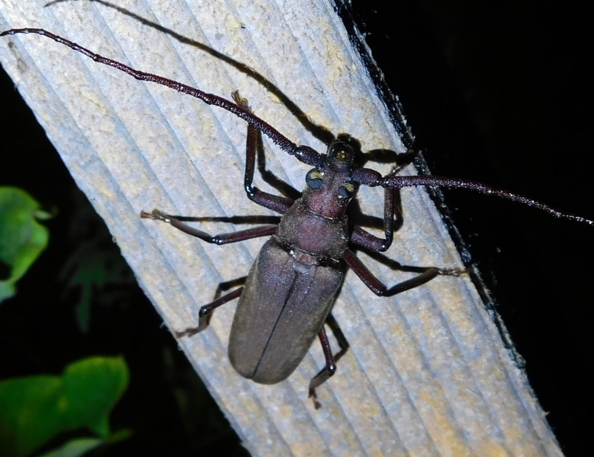 Aegosoma scabricorne - diófacincér