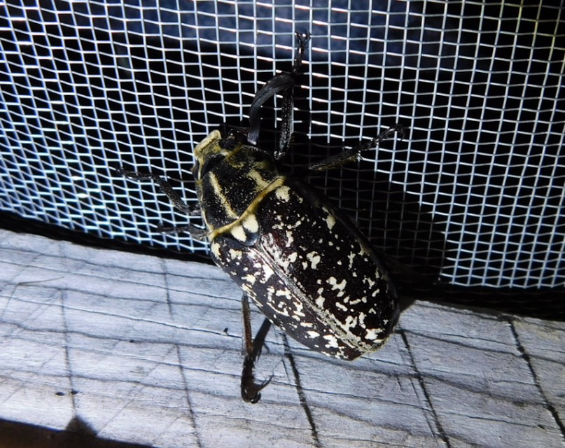 Polyphylla fullo - csapó cserebogár