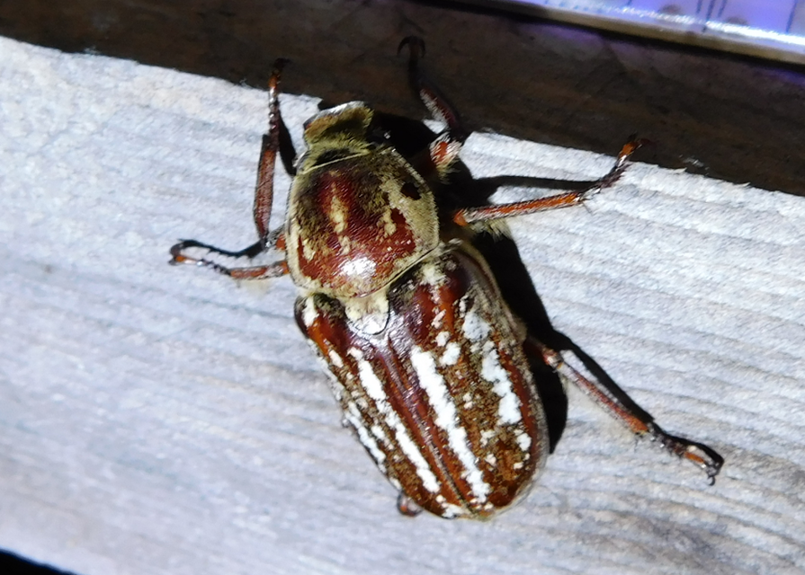 Anoxia orientalis - keleti cserebogár