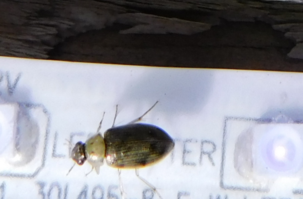 Berosus spinosus - széki szemescsibor Berosus spinosus - széki szemescsibor