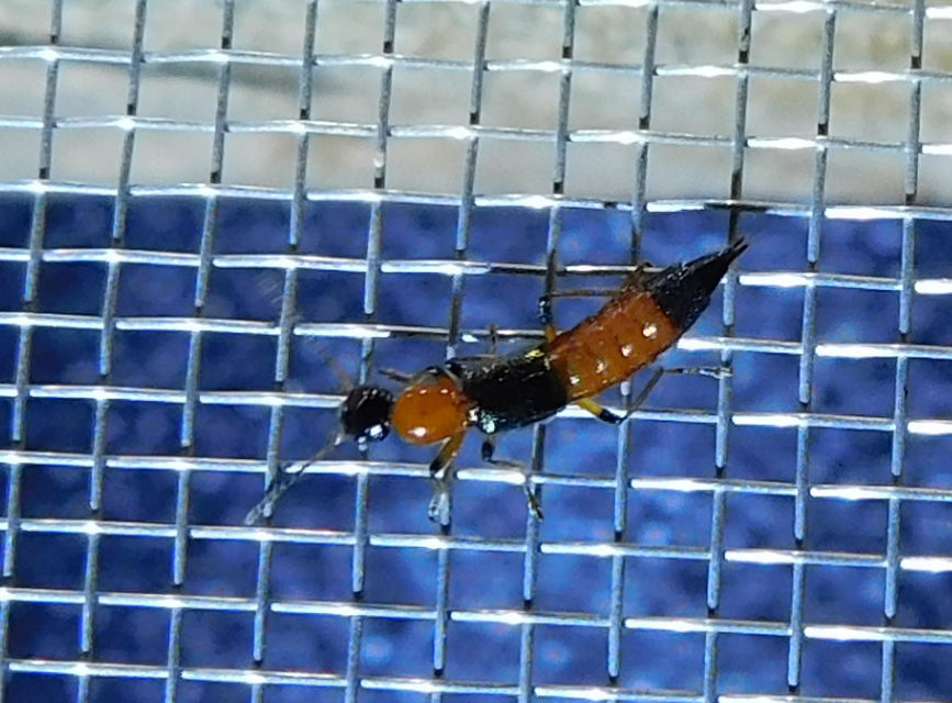 Paederus