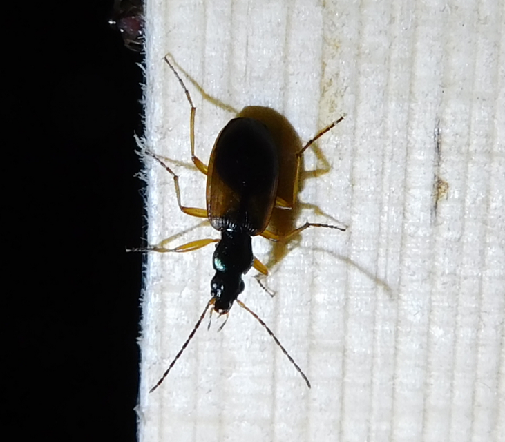 Anchomenus dorsalis - hátfoltos kisfutó