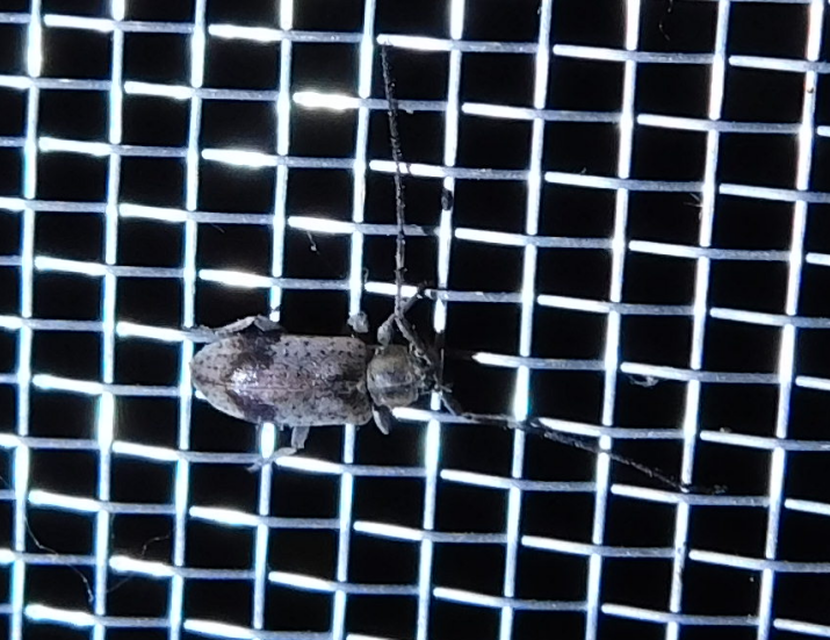Exocentrus punctipennis - szilfa-rőzsecincér