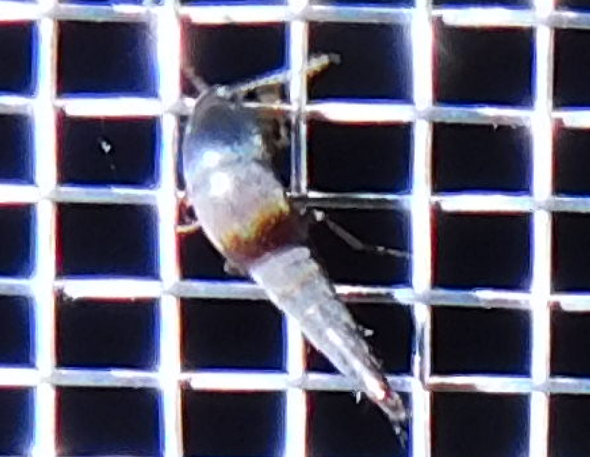 Sepedophilus marshami - közönséges pihésholyva Sepedophilus marshami - közönséges pihésholyva