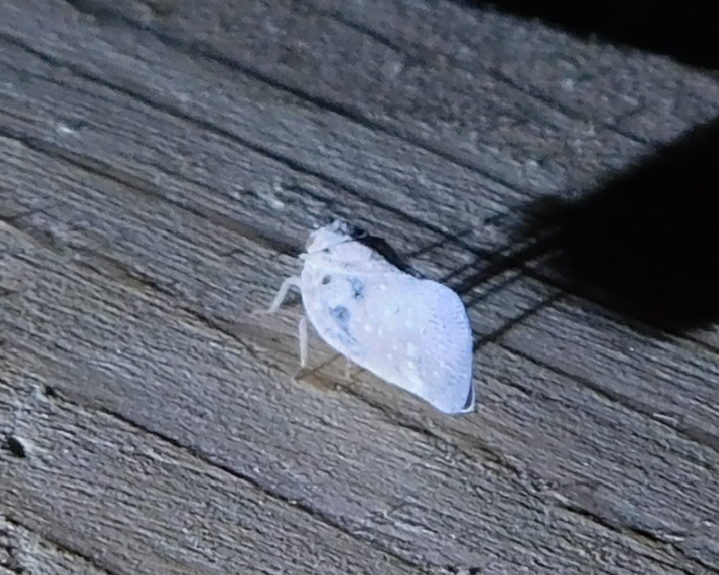Metcalfa pruinosa - amerikai lepkekabóca