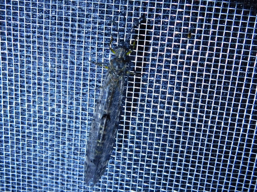 Distoleon tetragrammicus - négyfoltos hangyaleső