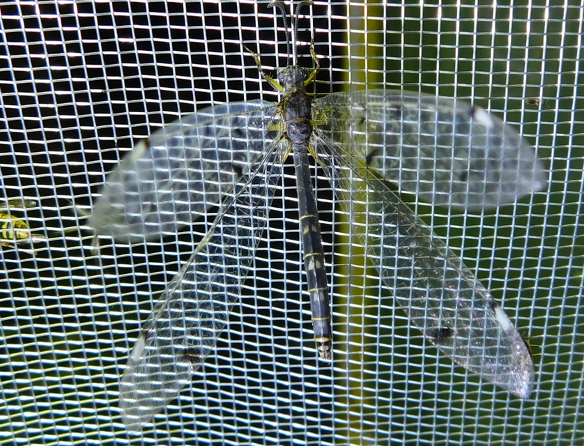 Distoleon tetragrammicus - négyfoltos hangyaleső
