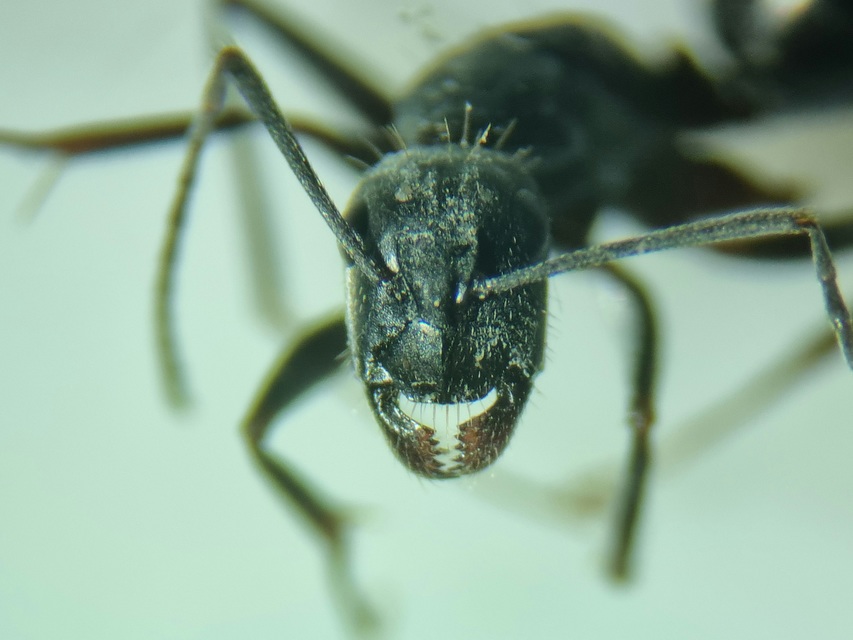 Camponotus aethiops - szőrös lóhangya
