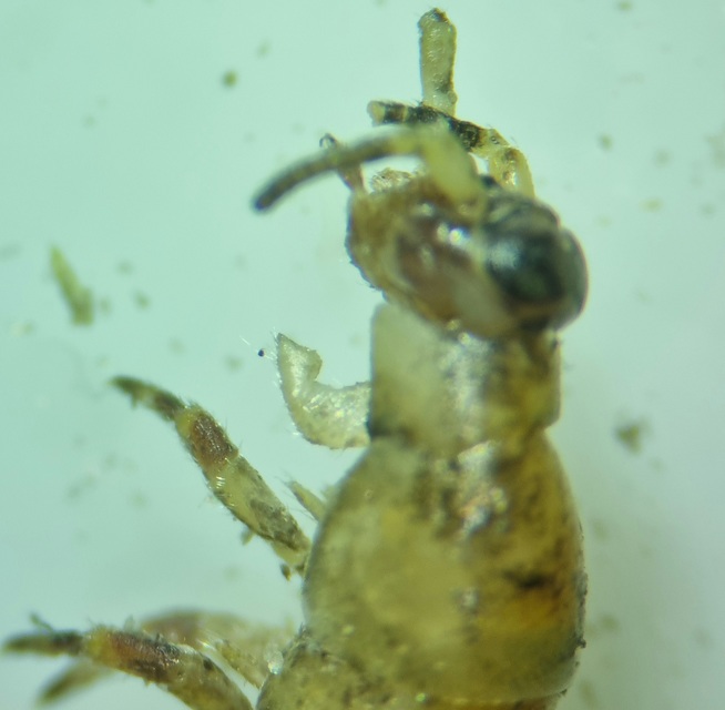 Archaeognatha - Ugróősrovarok