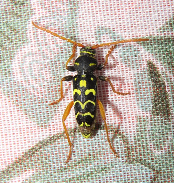Plagionotus arcuatus - bársonyos darázscincér