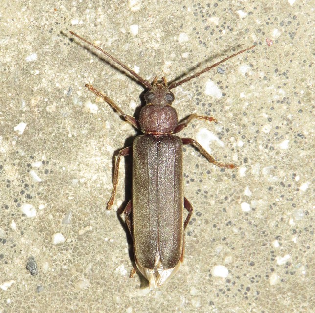 Arhopalus rusticus - gödrösnyakú cincér