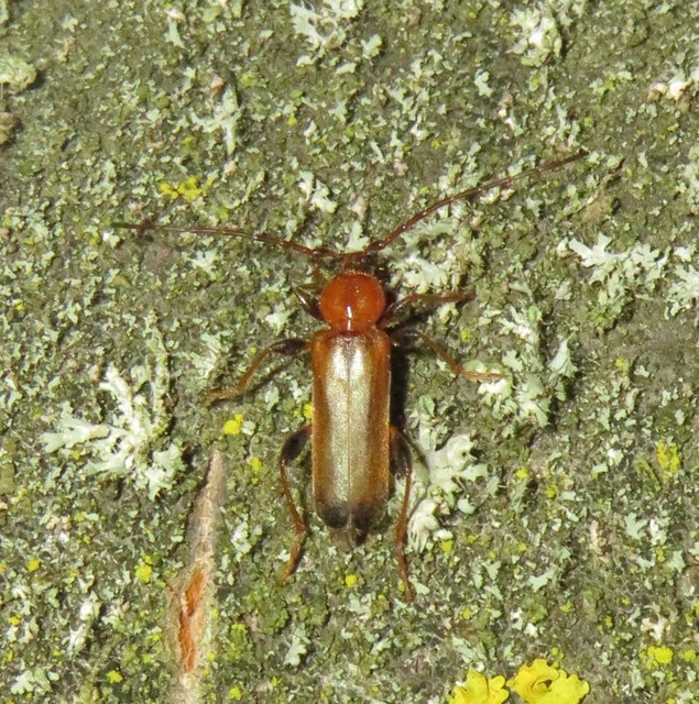 Phymatodes testaceus - változékony korongcincér Phymatodes testaceus - változékony korongcincér